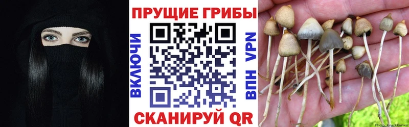 Галлюциногенные грибы Psilocybe Купить закладки Вяземский